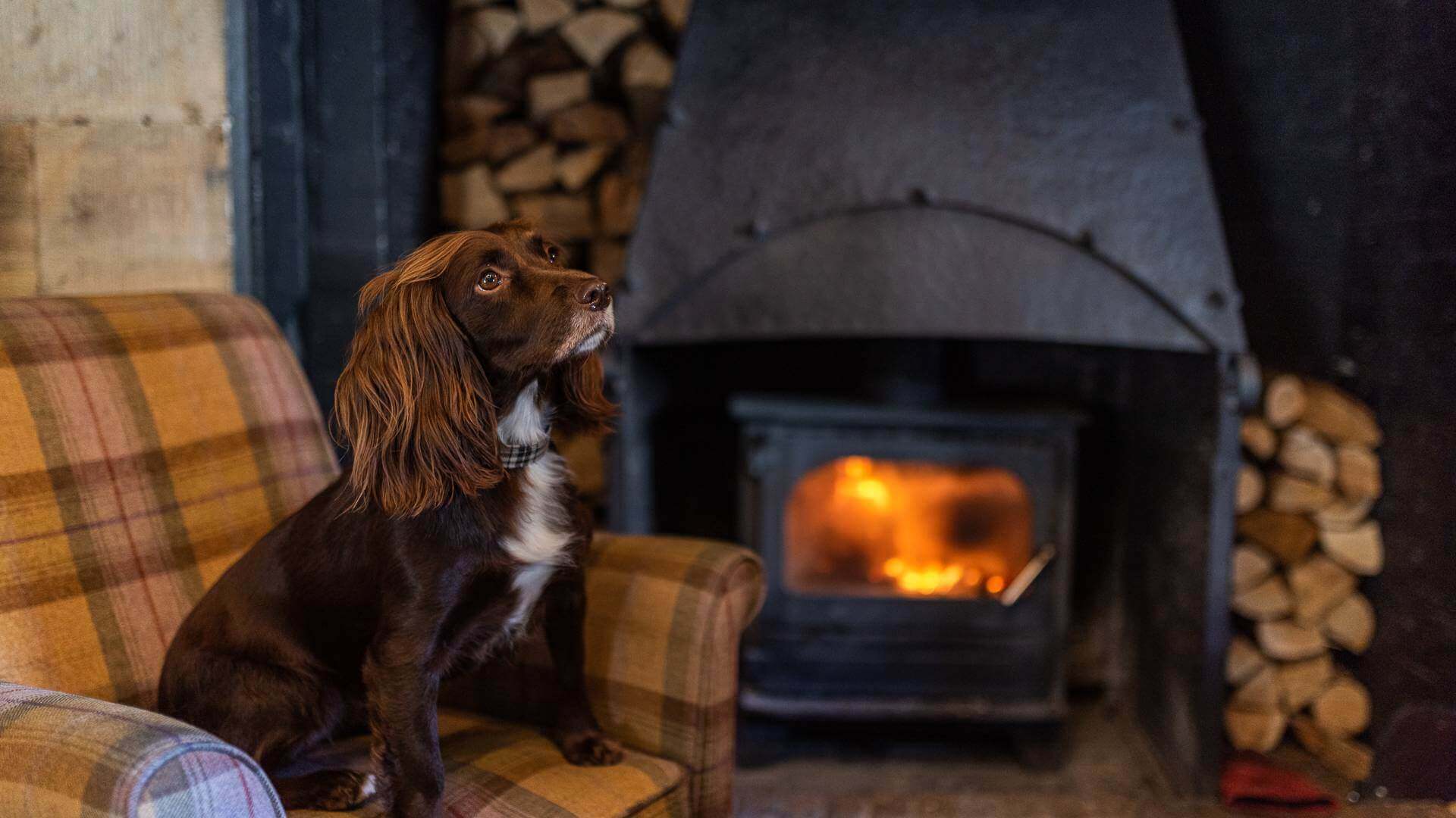 Pubs that store allow dogs